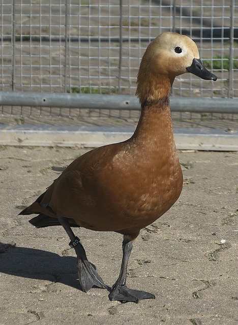 克森对于未